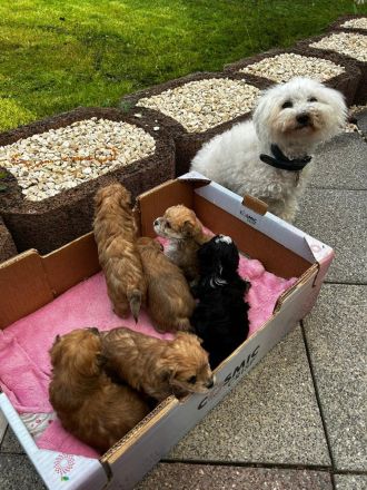 Hunde Welpen YorkshireTerrier Havaneser mix Malteser