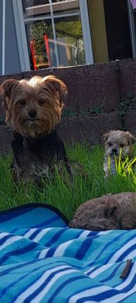 Hunde Welpen YorkshireTerrier Havaneser mix Malteser