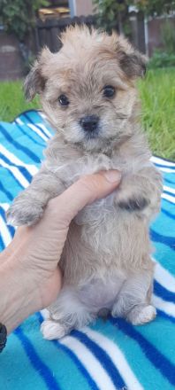 Hunde Welpen YorkshireTerrier Havaneser mix Malteser