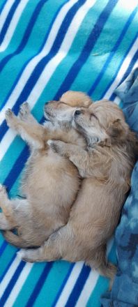 Hunde Welpen YorkshireTerrier Havaneser mix Malteser