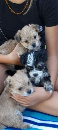 Hunde Welpen YorkshireTerrier Havaneser mix Malteser