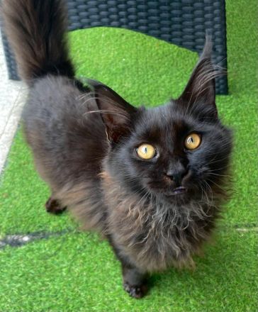 Maine Coon Kittens