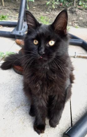 Maine Coon Kittens