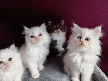 Perserkatzen Kitten, geimpft, entwurmt und gechippt