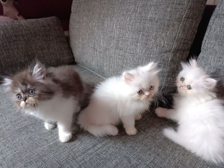 Perserkatzen Kitten, geimpft, entwurmt und gechippt