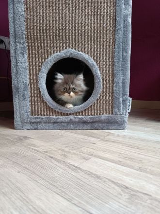 Perserkatzen Kitten, geimpft, entwurmt und gechippt