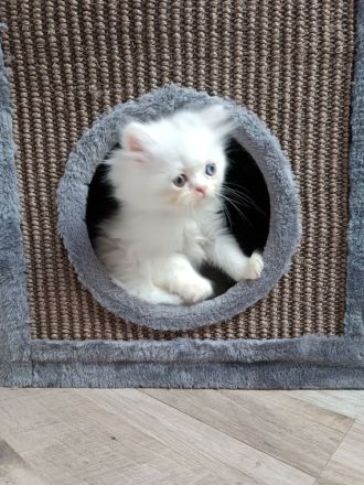 Perserkatzen Kitten, geimpft, entwurmt und gechippt