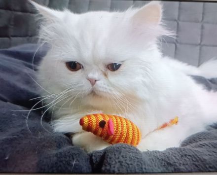 Perserkatzen Kitten, geimpft, entwurmt und gechippt