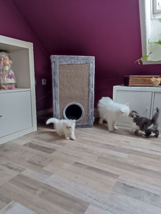 Perserkatzen Kitten, geimpft, entwurmt und gechippt