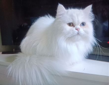 Perserkatzen Kitten, geimpft, entwurmt und gechippt