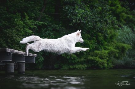 Vom Buchenwalder Forst