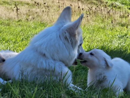 Weiße Schweizer Schäferhund Welpen *Stockhaar + Langstock *