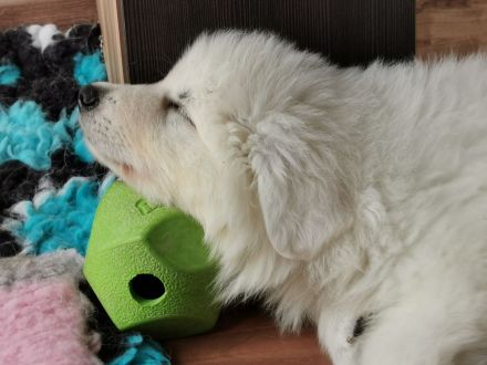 Weiße Schweizer Schäferhund Welpen *Stockhaar + Langstock *