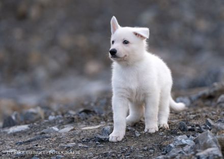 Weiße Schweizer Schäferhund Welpen *Stockhaar + Langstock *