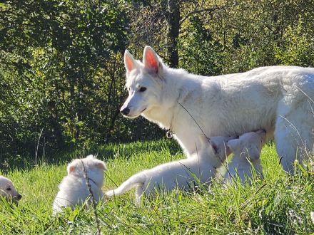 Weiße Schweizer Schäferhund Welpen *Stockhaar + Langstock *
