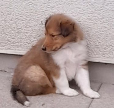 Wunderschöne Collie Welpen Amerikanische Linie