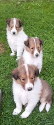 Wunderschöne Collie Welpen Amerikanische Linie