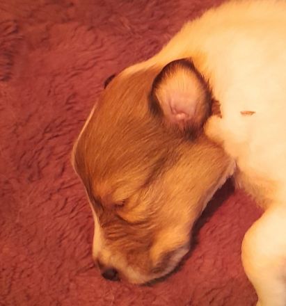 Wunderschöne Collie Welpen Amerikanische Linie