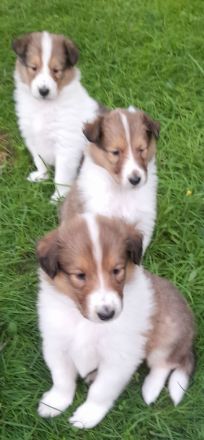 Wunderschöne Collie Welpen Amerikanische Linie