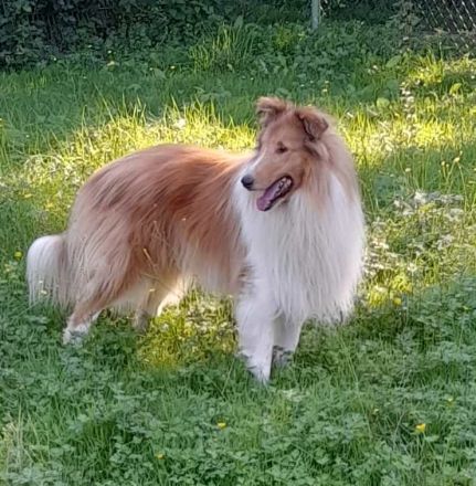 Wunderschöne Collie Welpen Amerikanische Linie