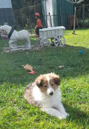 Wunderschöne Collie Welpen Amerikanische Linie