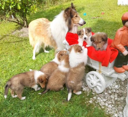 Wunderschöne Collie Welpen Amerikanische Linie