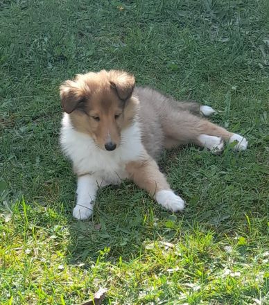 Wunderschöne Collie Welpen Amerikanische Linie