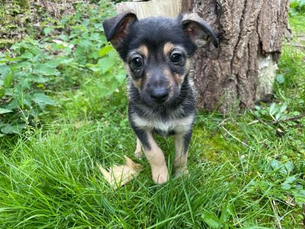 Süße Mix Zwergpinscher Welpen