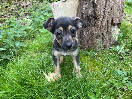 Süße Mix Zwergpinscher Welpen