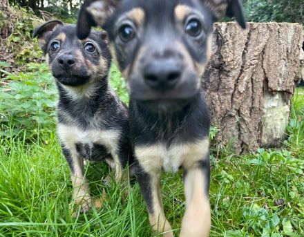 Süße Mix Zwergpinscher Welpen
