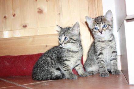 Junger Bengal-Mix Kater (Kitten) sucht Zuhause mit Spielgefährte und Freigang