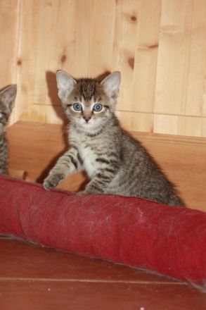 Junger Bengal-Mix Kater (Kitten) sucht Zuhause mit Spielgefährte und Freigang