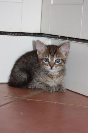 Junger Bengal-Mix Kater (Kitten) sucht Zuhause mit Spielgefährte und Freigang