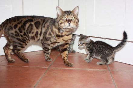 Junger Bengal-Mix Kater (Kitten) sucht Zuhause mit Spielgefährte und Freigang