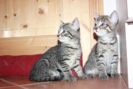 Junger Bengal-Mix Kater (Kitten) sucht Zuhause mit Spielgefährte und Freigang