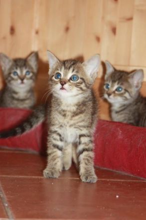 Junger Bengal-Mix Kater (Kitten) sucht Zuhause mit Spielgefährte und Freigang