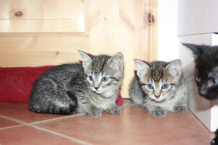 Junger Bengal-Mix Kater (Kitten) sucht Zuhause mit Spielgefährte und Freigang