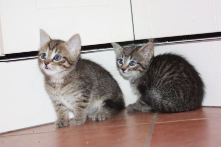 Junger Bengal-Mix Kater (Kitten) sucht Zuhause mit Spielgefährte und Freigang