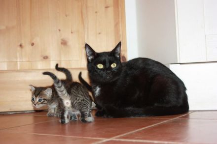 Junger Bengal-Mix Kater (Kitten) sucht Zuhause mit Spielgefährte und Freigang