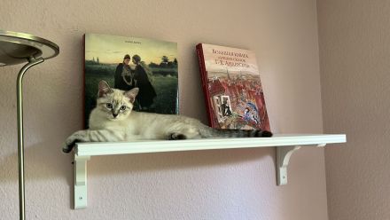 Zwei wunderschöne Kätzchen