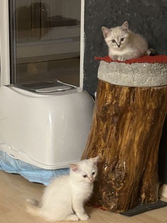 Zwei wunderschöne Kätzchen