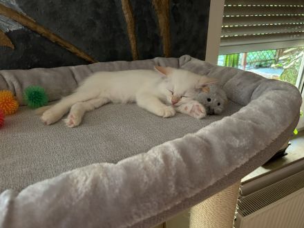 Zwei wunderschöne Kätzchen