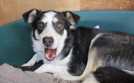 Nukka sucht ein verständnisvolles, erfahrenes Zuhause