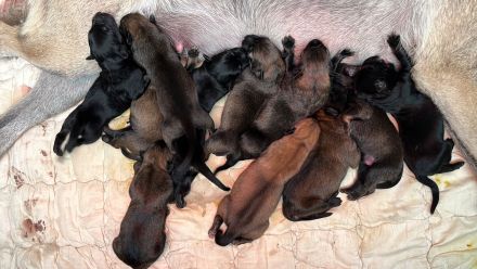 bezaubernde Malinois Welpen