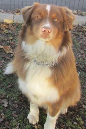Australian Shepherd Deckrüde, ASCA , red tri, FREI von Gendefekten (kein Verkauf)