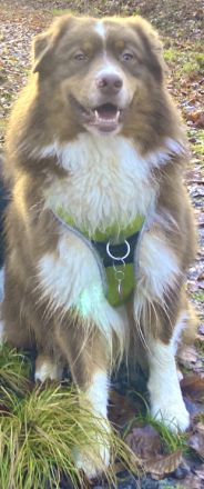 Australian Shepherd Deckrüde, ASCA , red tri, FREI von Gendefekten (kein Verkauf)