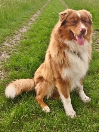 Australian Shepherd Deckrüde, ASCA , red tri, FREI von Gendefekten (kein Verkauf)