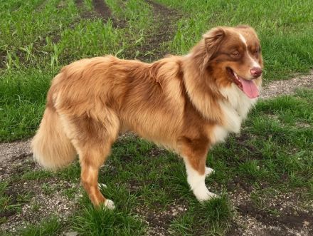 Australian Shepherd Deckrüde, ASCA , red tri, FREI von Gendefekten (kein Verkauf)