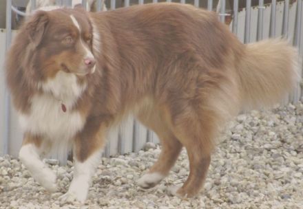 Australian Shepherd Deckrüde, ASCA , red tri, FREI von Gendefekten (kein Verkauf)