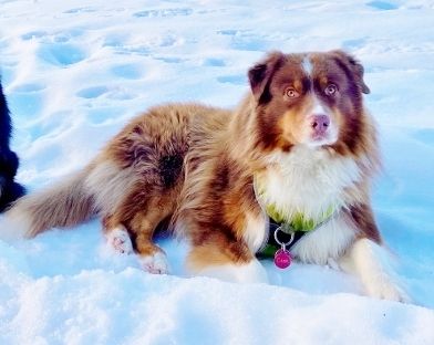 Australian Shepherd Deckrüde, ASCA , red tri, FREI von Gendefekten (kein Verkauf)